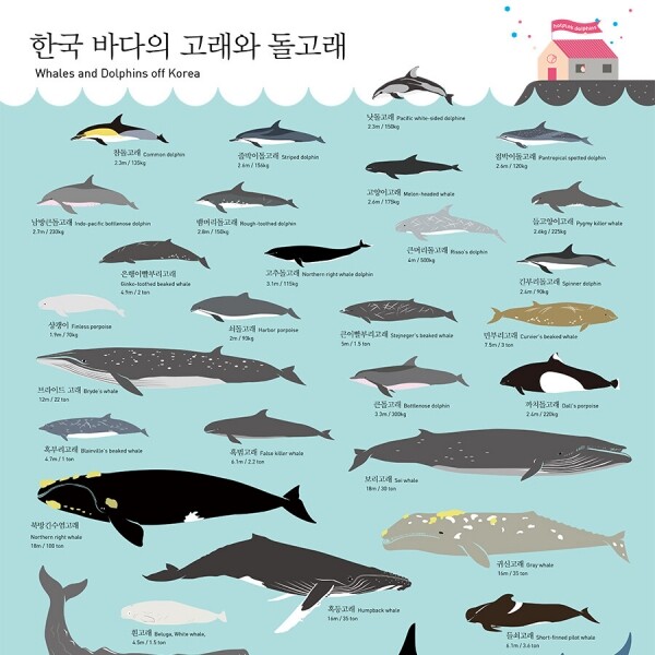 한국 바다의 고래와 돌고래 포스터